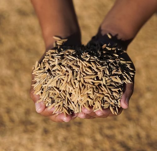 في جنوب كردفان، حيث تتعانق الطينة مع الشمس، وحيث لا تزال الأرض تُنطق الخير لمن يصغي لها، وُلدت حكاية “تَجَمُّلاً”. لم تكن شركة بالمعنى التجاري الضيق، بل كانت استجابة صادقة لنداء الأرض، ومحاولة واعية لإعادة تعريف العلاقة بين الإنسان وما يزرع، وبين المنتج وما يحمله من قيمة تتجاوز الوزن والسعر.