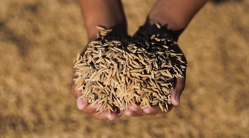 في جنوب كردفان، حيث تتعانق الطينة مع الشمس، وحيث لا تزال الأرض تُنطق الخير لمن يصغي لها، وُلدت حكاية “تَجَمُّلاً”. لم تكن شركة بالمعنى التجاري الضيق، بل كانت استجابة صادقة لنداء الأرض، ومحاولة واعية لإعادة تعريف العلاقة بين الإنسان وما يزرع، وبين المنتج وما يحمله من قيمة تتجاوز الوزن والسعر.